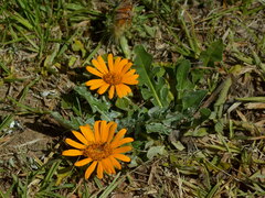 Trichocline cisplatina