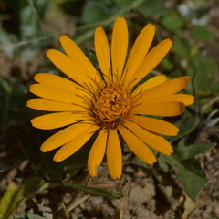 Trichocline cisplatina