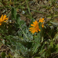 Trichocline cisplatina