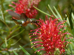 Calliphlox amethystina