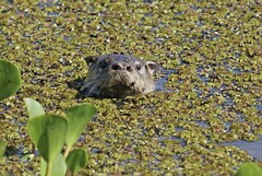 Lontra longicaudis