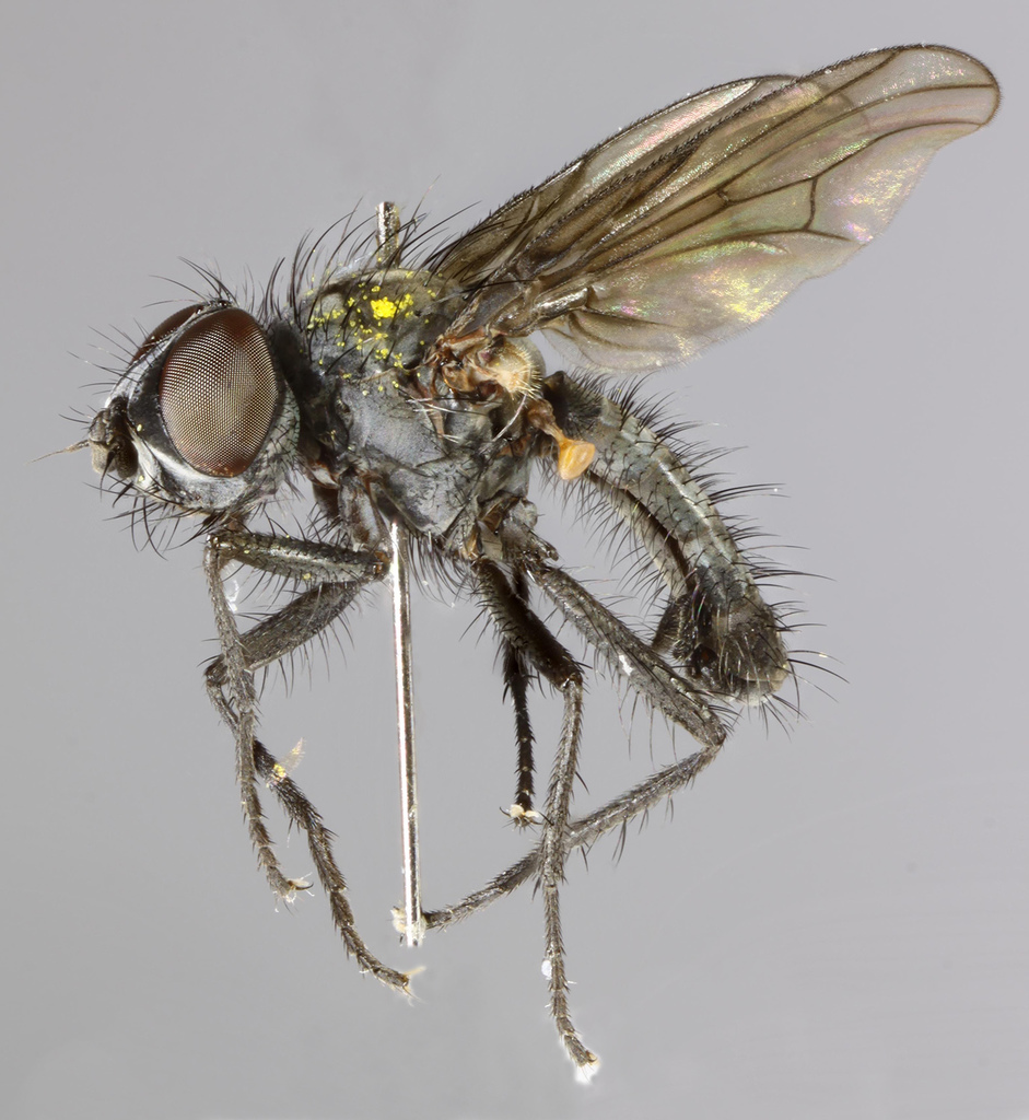 Botanophila latifrons