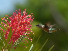 Calliphlox amethystina