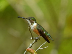 Calliphlox amethystina