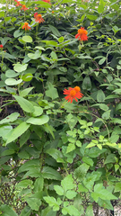 Tithonia rotundifolia