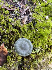 Arrhenia chlorocyanea