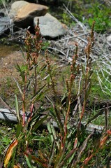 Rumex californicus