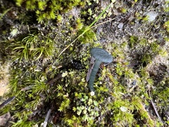 Arrhenia chlorocyanea