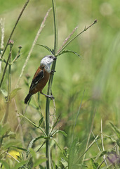 Sporophila palustris