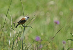 Sporophila palustris
