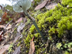 Arrhenia chlorocyanea
