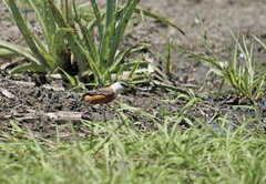 Sporophila palustris