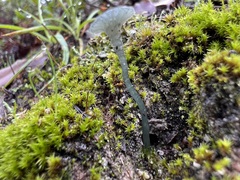 Arrhenia chlorocyanea