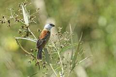 Sporophila palustris