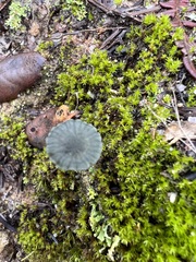 Arrhenia chlorocyanea