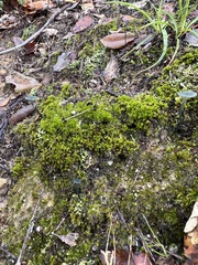 Arrhenia chlorocyanea