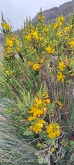 Hypericum laricifolium