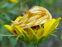 Cirrhophanus triangulifer