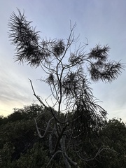 Eriodictyon altissimum