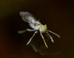 Anagyrini