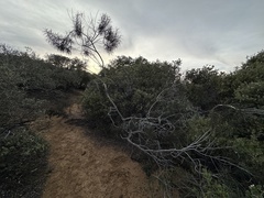 Eriodictyon altissimum