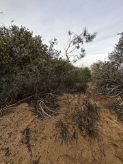 Eriodictyon altissimum