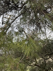 Pinus
