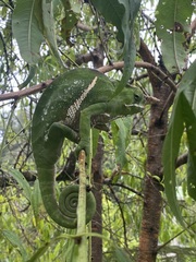 Furcifer balteatus