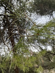 Pinus