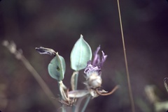 Calochortus nitidus