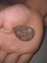 Haliotis coccoradiata