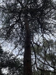Pinus