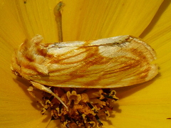 Cirrhophanus triangulifer