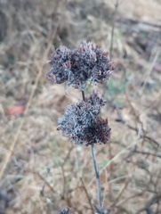 Pycnanthemum incanum