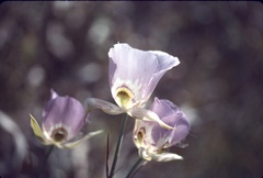 Calochortus nitidus