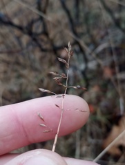 Poa compressa