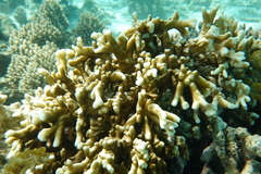 Millepora tenera