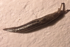 Limax maximus