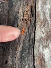 Dacrymyces
