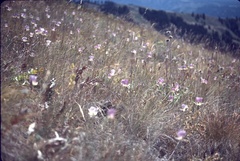 Calochortus nitidus