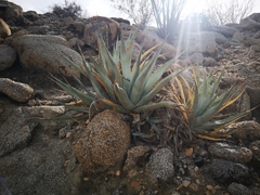 Agave deserti