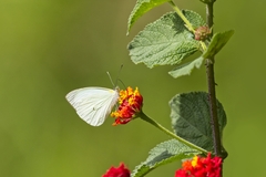 Leptophobia aripa