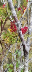 Weinmannia trichosperma