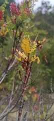 Weinmannia trichosperma