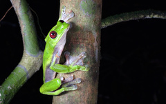 Agalychnis spurrelli