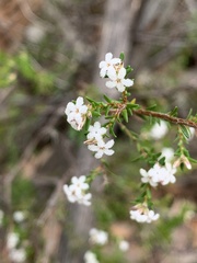 Leucopogon microphyllus