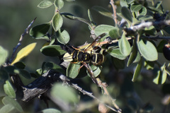 Ancistrocerus bustamente