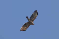 Nisaetus nipalensis