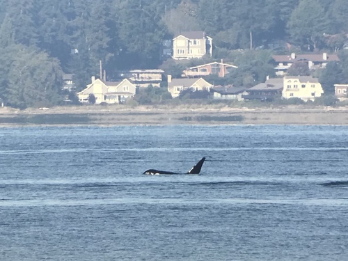 Orca photographed in Washington