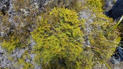 Gleichenia alpina